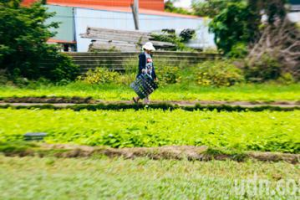 高雄雨後天晴菜價未漲 梓官菜農憂變天勤採收