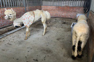 遭爆不當照顧動物…淨園農場暫停餵食體驗 高市開罰