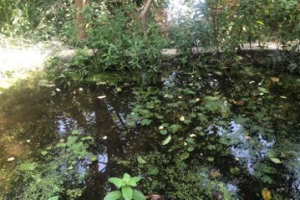 餵食癖添亂！北市榮星花園遭汙染 生態池內全吐司