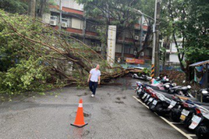 新北午後雷陣雨 新店五峰國中後方校門前大樹倒塌