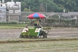 大區輪作喊停 苑裡稻田兩頭落空