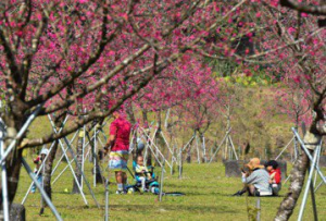 宜蘭山地鄉鎮對抗氣候災害 溫室氣體淨排放量負50萬公噸