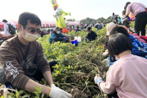 全台最大花生產地 開放拔花生名額秒殺、提前終止報名