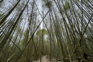 南投8千公頃竹林面臨人力短缺 竹林契作重現榮景