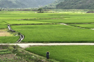 增加農民保障 花蓮農產保費補助明年起提高到20%