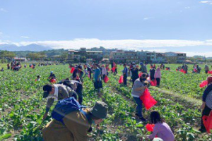 慶祝大豐收！美濃百人下田瘋採白玉蘿蔔 開創地方商機