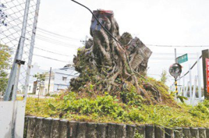 平鎮百年老樹染重病廢除列管 公所憂倒塌砍樹惹議