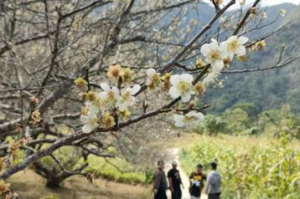 氣溫驟降！台東新武梅花率先開花 遊客搶賞梅