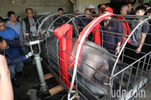 三峽祖師廟賽豬公 陳俊傑飼養「神豬」以1390台斤奪冠