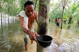 泰國產量不佳、中國需求增 天然橡膠價格漲至近三年高點