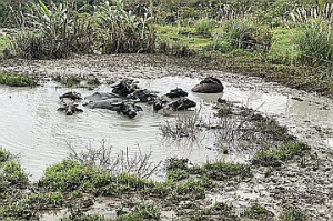 新北18隻野化水牛移置台東 議員籲列保育教材