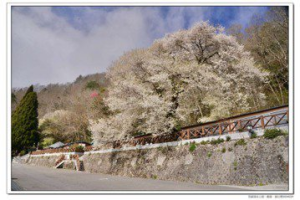 廣角鏡／觀霧「櫻王」盛開