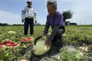 西瓜節還能辦嗎？豪雨釀嚴重災損「裂果腐爛」 彰化老農拭淚：無法收半毛錢