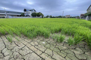 石門大圳供2停8 農民憂稻穗成空包彈