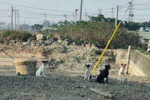 嘉義縣海區流浪犬氾濫 東石、布袋及義竹成立專人專線