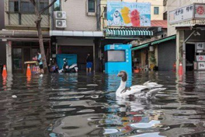 旗津每年「晴天淹水」高市府推工程對抗大潮 議員質疑成效