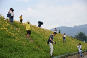 金針亮亮！苗慄大湖賞花節25日登場 黃澄澄花海吸客10萬人