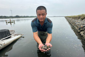 一場暴雨養殖水溫驟變  雲林沿海文蛤暴斃損失逾500甲