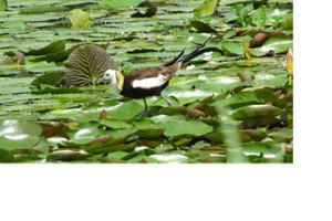 水雉繁殖期到 外來種八哥、綠鬣蜥入侵 抗敵大作戰