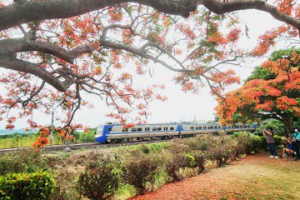 廣角鏡／造橋鳳凰花開 追火車美拍景點