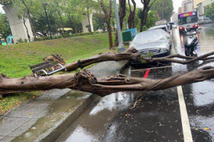 影／又見樹倒！大雷雨炸台中 北區路樹砸到空車位無人傷