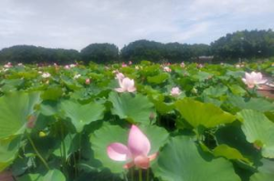 台中山海線賞荷 這景點可追火車拍照打卡