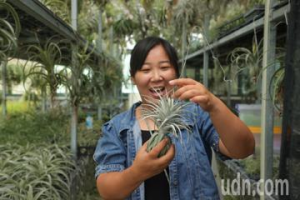 影／愈挫愈勇！陸配打造「空氣鳳梨」王國 擠進全台規模前十大賣家