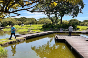 羅東運動公園魚群暴斃飄惡臭 議員批：光撈魚屍無法解決