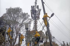 菩提樹、椰子樹也會造成停電 高雄台電修樹面積超過15座世運主場館