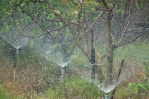 還沒到正中午！台東太麻裏衝破38度高溫 釋迦噴水降溫