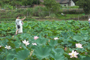 季節限定美景免出國 雙溪賞荷趣一日小旅行