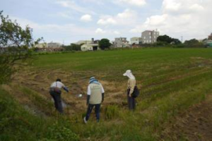 台南今年首例日本腦炎 6旬女發燒頭痛住院治療