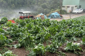 影／農產價格正好…南投山區下冰雹砸爛近百公頃蔬菜 損失恐逾億