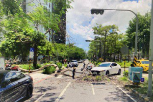 轟隆巨響...台南東豐路段鳳凰木突倒塌 路過轎車遭砸