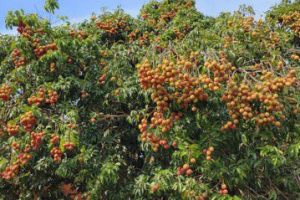 6月尾巴「將軍發紅荔」 摘星山莊百年老欉荔枝大放送