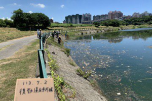 艷陽天熱死「魚」？高雄後勁溪溶氧不足 魚群集體暴斃