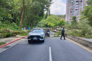 無風無雨路樹卻無預警倒塌...議員籲加強巡檢 北市公園處回應了