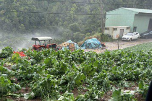 南投仁愛鄉高山蔬菜遭冰雹砸爛 農業部今啟動天然災害救助