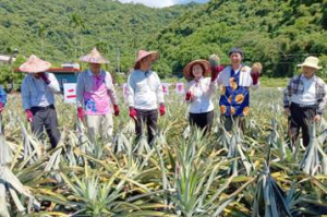 傳承百年土鳳梨 宜蘭「二湖鳳梨」香甜口感佳 搶鮮上市