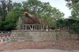 樹木倒伏壓損新竹神社石垣牆 市府修復工程一併修復