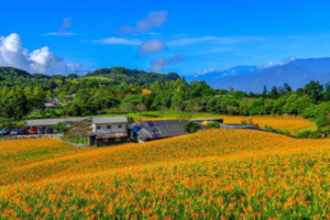 花蓮金針花季8月起跑 上山道路通行還有專車可搭