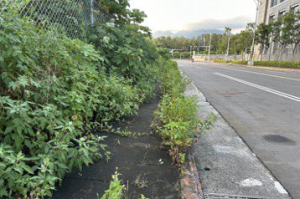 北士科人行道成「開心農場」輪椅族陷危機 市府：月底前除草