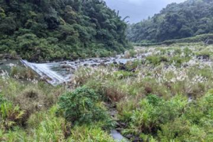 八八風災整治的阿裏山石鼓盤溪友善水陸域生態 驚見食蟹獴