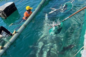 數量持續增加…澎湖箱網養殖魚大量暴斃疑跟1現象有關 水試所採樣調查