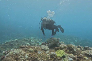 影／墾丁潛水客違法觸摸海龜遭法辦 海巡提醒三不原則