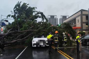 凱米颱風發威吹倒台中路樹 停等紅燈轎車遭砸幸人平安