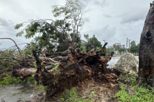 不敵強颱凱米強風豪雨！嘉義仁義潭地景老榕樹倒伏 林業專家曝死因