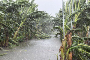 暴風雨！嘉南作物泡湯 雲林農損670公頃