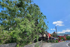 南投草屯「金城武樹」遭強颱吹倒 土地公將與戰友告別