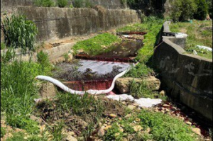 桃園倉儲火警溪水遭汙染出現紅色死魚 農民憂不能插秧